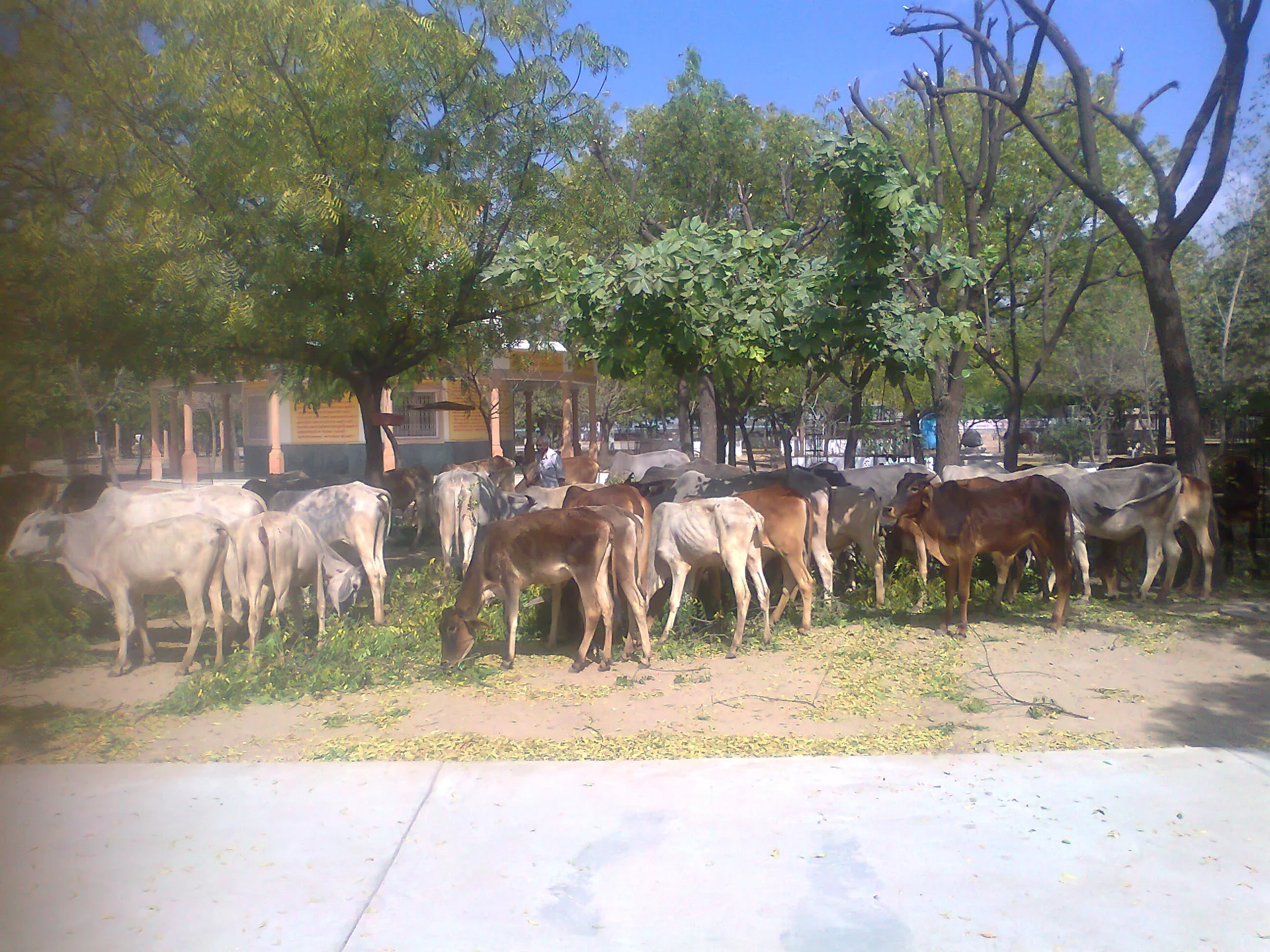 our cows enjoying neem leaves